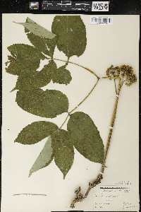 Aralia nudicaulis image