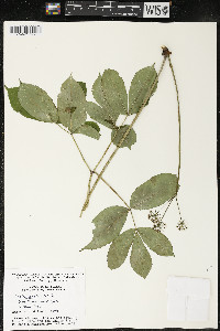 Aralia nudicaulis image