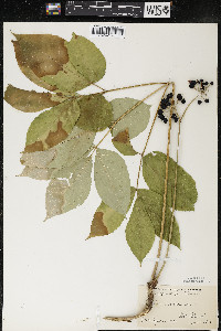 Aralia nudicaulis image