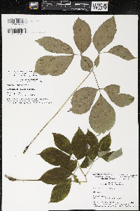 Aralia nudicaulis image