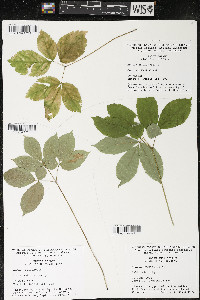 Aralia nudicaulis image