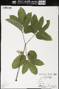 Aralia nudicaulis image