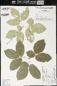 Aralia nudicaulis image