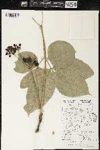 Aralia nudicaulis image