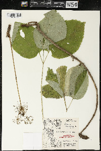 Aralia nudicaulis image