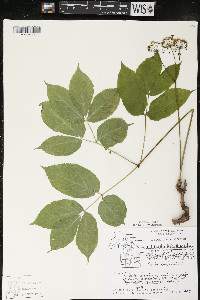 Aralia nudicaulis image