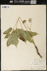 Aralia nudicaulis image