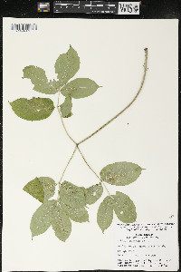 Aralia nudicaulis image