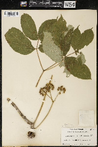 Aralia nudicaulis image