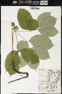 Aralia nudicaulis image