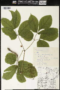 Aralia nudicaulis image