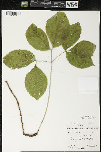 Aralia nudicaulis image