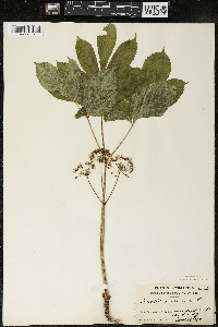 Aralia nudicaulis image