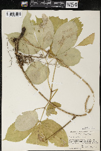 Aralia nudicaulis image