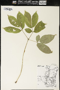 Aralia nudicaulis image