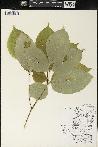 Aralia nudicaulis image