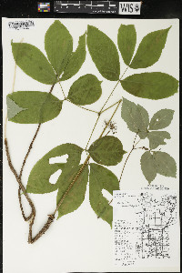 Aralia nudicaulis image