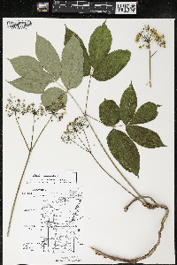 Aralia nudicaulis image