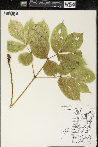 Aralia nudicaulis image