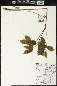 Aralia nudicaulis image