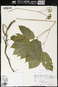 Aralia nudicaulis image