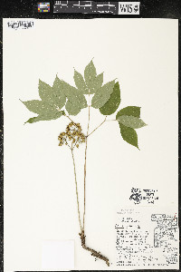 Aralia nudicaulis image