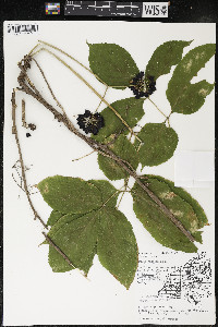 Aralia nudicaulis image