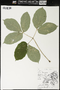 Aralia nudicaulis image