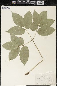 Aralia nudicaulis image