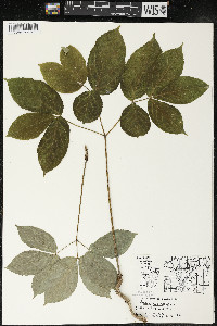 Aralia nudicaulis image