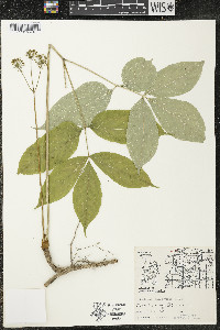 Aralia nudicaulis image