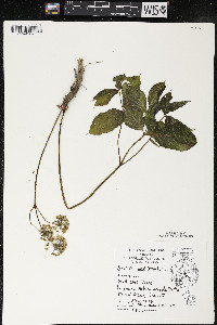 Aralia nudicaulis image