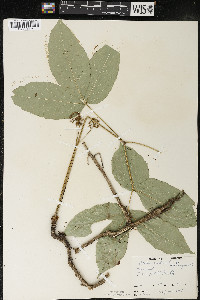 Aralia nudicaulis image