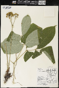 Aralia nudicaulis image
