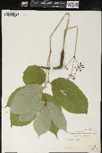 Aralia nudicaulis image