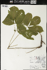 Aralia nudicaulis image