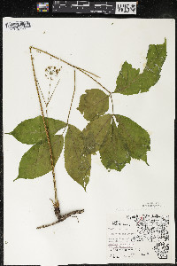 Aralia nudicaulis image