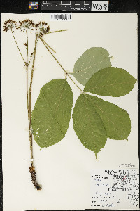 Aralia nudicaulis image