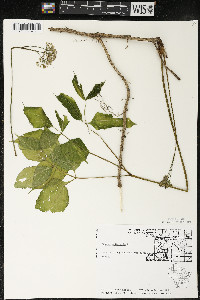 Aralia nudicaulis image