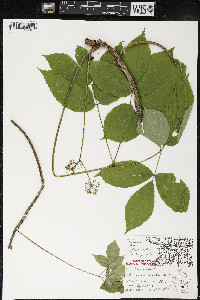 Aralia nudicaulis image