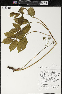 Aralia nudicaulis image