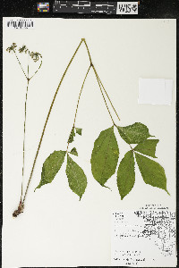 Aralia nudicaulis image