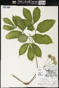 Aralia nudicaulis image