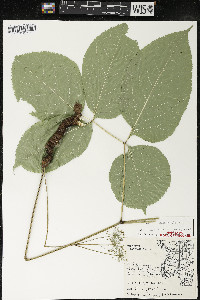 Aralia nudicaulis image