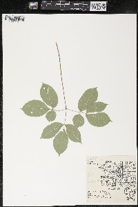 Aralia nudicaulis image