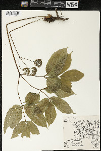 Aralia nudicaulis image