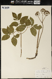 Aralia nudicaulis image