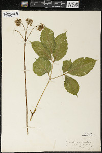 Aralia nudicaulis image