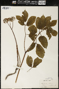 Aralia nudicaulis image