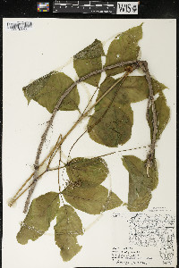 Aralia nudicaulis image